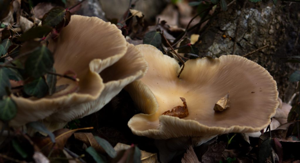 image of fungus